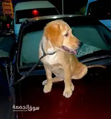 جرو جولدن ٣ شهور نتايه